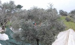 Zeytin üreticileri yeni sezondan umutlu
