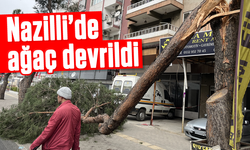 Nazilli'de devrilen ağaç korkuttu