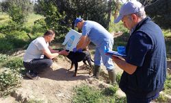 Kuyucak'ta kedi ve köpeklere kuduz aşısı yapıldı