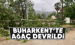Buharkent'te ağaç devrildi