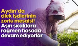 Aydın'da Çilek İşçilerinin Zorlu Mesaisi! Aşırı Sıcağa Rağmen Hasada Devam Ediyorlar