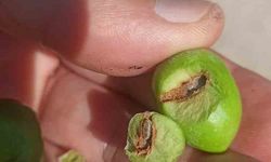 Buharkentli zeytincilere ’ilaçlama’ çağrısı