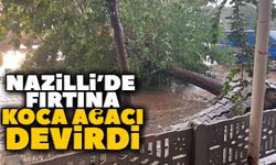 Nazilli’de fırtına koca ağacı devirdi