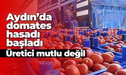 Aydın'da domates hasadı başladı! Üretici mutlu değil...