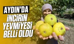 Aydın'da incirin yevmiyesi belli oldu