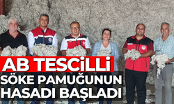 AB tescilli Söke Pamuğunun hasadı başladı