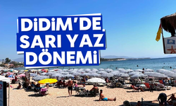 Didim'de sarı yaz dönemi