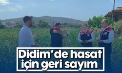 Didim’de hasat için geri sayım