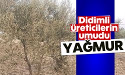 Didimli üreticilerin umudu 'Yağmur'