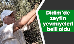 Didim'de zeytin yevmiyeleri belli oldu