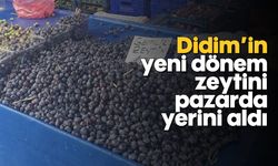 Didim’in yeni dönem zeytini pazarda yerini aldı