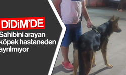 Didim'de sahibini arayan köpek hastaneden ayrılmıyor