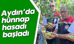 Aydın’da hünnap hasadı başladı