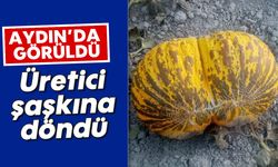 Aydın'da görüldü! Üretici şaşkına döndü