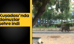 Kuşadası'nda domuzlar şehre indi