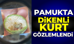 Pamukta dikenli kurt gözlemlendi