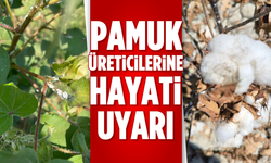 Pamuk üreticilerine hayati uyarı