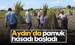 Aydın'da pamuk hasadı başladı