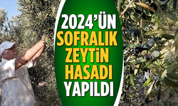 2024’ün ilk sofralık zeytin hasadı yapıldı