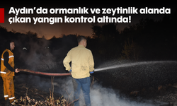 Aydın'da ormanlık ve zeytinlik alanda çıkan yangın kontrol altında!