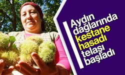 Aydın dağlarında kestane hasadı telaşı başladı