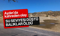 Aydın'da su seviyesi düştü, balıklar öldü