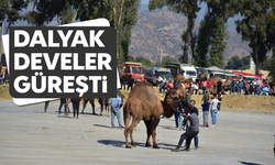 Daylak develer, güreşti