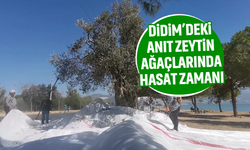 Didim’deki anıt zeytin ağaçlarında hasat zamanı