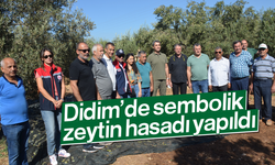 Didim’de sembolik zeytin hasadı yapıldı