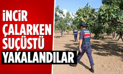 İncir çalarken suçüstü yakalandılar