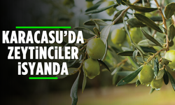 Karacasu'da zeytinciler isyanda