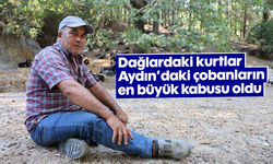 Dağlardaki kurtlar, Aydın'daki çobanların en büyük kabusu oldu