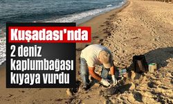 Kuşadası’nda 2 deniz kaplumbağası kıyaya vurdu