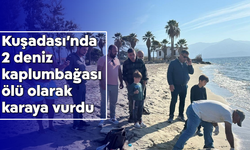 Kuşadası’nda 2 deniz kaplumbağası ölü olarak karaya vurdu