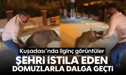 Kuşadası'nda ilginç görüntüler: Şehri istila eden domuzlarla dalga geçti