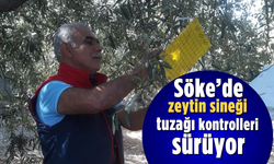 Söke'de zeytin sineği tuzağı kontrolleri sürüyor