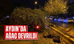 Aydın'da devrilen ağaç trafiği kapattı