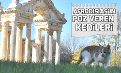 Afrodisias'ın poz veren kedileri