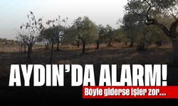 Aydın'da alarm! Böyle giderse işler zor...