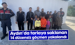 Aydın'da tarlaya saklanan 14 düzensiz göçmen yakalandı