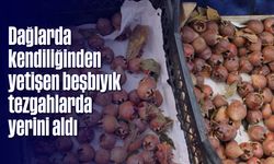 Dağlarda kendiliğinden yetişen beşbıyık tezgahlarda yerini aldı