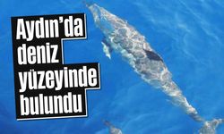 Aydın'da deniz yüzeyinde bulundu