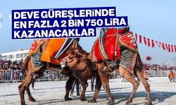 Deve güreşlerinde en fazla 2 bin 750 lira kazanacaklar