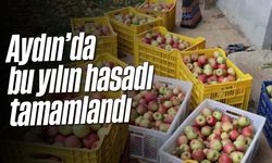 Aydın'da bu yılın hasadı tamamlandı