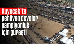 Kuyucak’ta pehlivan develer şampiyonluk için güreşti