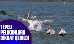 Tepeli pelikanlara dikkat çekildi