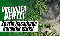 Üreticiler Dertli: Zeytin Hasadında Kuraklık Etkisi