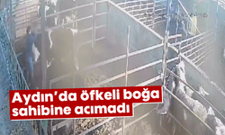 Aydın'da öfkeli boğa sahibine acımadı