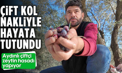 Çift kol nakliyle hayata tutundu: Aydınlı çiftçi zeytin hasadı yapıyor