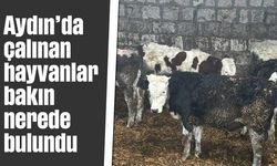 Aydın'da çalınan hayvanlar bakın nerede bulundu